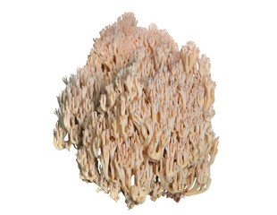 Mushroom (Ramaria obtusissima) 3