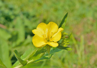 Blooming herb (Oenothera biennis) 4
