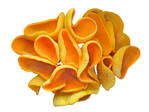 Edible mushrooms (Otidea onotica) 6