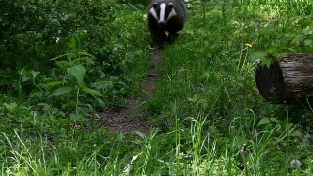 European badger (Meles meles) foraging along animal trail / wildlife track in grassland at forest edge