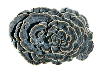 Mushrooms tinder (Trametes versicolor) 7