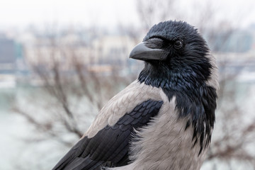 Crow in winter