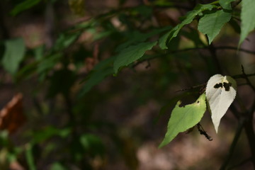leaves of a tree in the forest