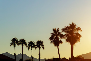 Fototapeta na wymiar A mountains and palm trees in silhouette in the distance Arizona beautiful sunset