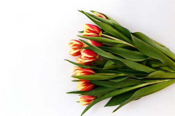 many red-yellow tulips, fresh spring flowers on a white background.