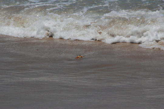Small yellow crab on the shore