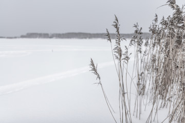 Dry reeds under the snow in winter grow against the background of the lake with tracks on the ice and trees on the shore.