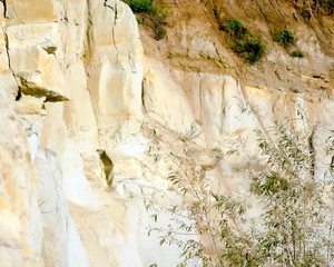 Branches of bushes with leaves on the background of the clay wall of the cliff in the tundra of Yakutia.