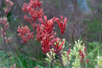 Kangaroo Paw flowers Macro