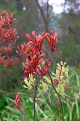 Kangaroo Paw flowers