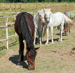  Loving horses at a horse farm, one brown and two white horses in nature