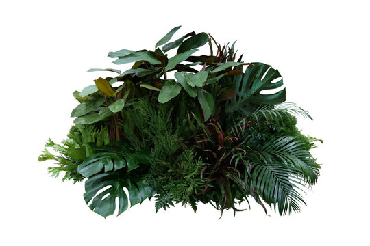 Tropical foliage plant bush (Monstera, palm leaves, Calathea, Cordyline or Hawaiian Ti plant, ferns, and fir) floral arrangement indoors garden nature backdrop isolated on white with clipping path.