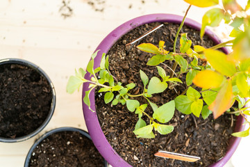 Blueberry plant