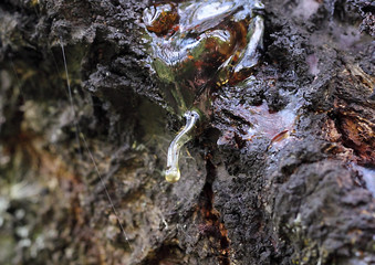 Resin and thin threads of resin on wood