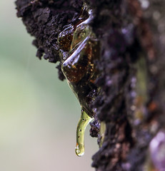 Resin on a tree