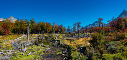 Panoramic view over magical austral forest, peatbogs and high mountains in Tierra del Fuego...