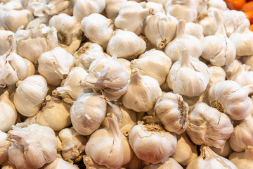 Garlic