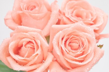 Blurred a group of sweet orange roses with droplets on white isolated background and softy style 