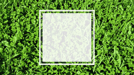 Creative layout made with green leaves background, square frame. This is a blank for advertising card. Nature concept. Spring poster.