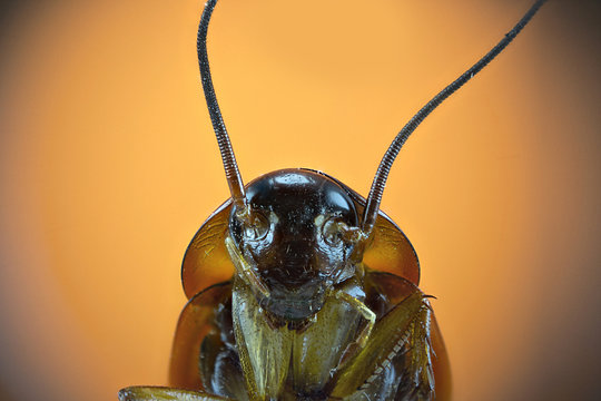 Cucaracha con fondo naranja en una fotografía macro