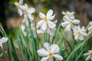 White garden daffodils. Natural flowers daffodils growing in the garden.    Narcissus also known as the daffodil.