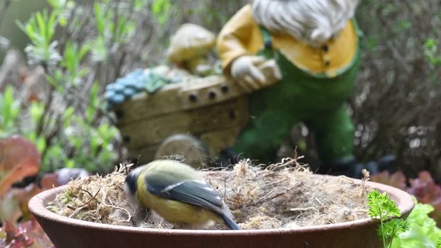 Blue tit (Cyanistes caeruleus) bird collecting dry moss, animal hair and twigs in tray as nest building material for nesting garden birds in spring