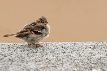 one sparrow bird sits on a granite fence on the background of beach sand, World Sparrow Day