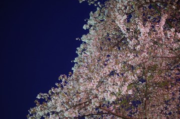 Cherry Blossom Light up