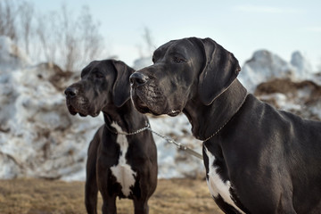 Two black great danes are looking at something - obrazy, fototapety, plakaty