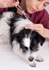 Dog groomer hairdresser cuts dog pooch hair