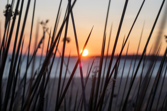 El sol poni&eacute;ndose entre los juncos de la orilla de la playa