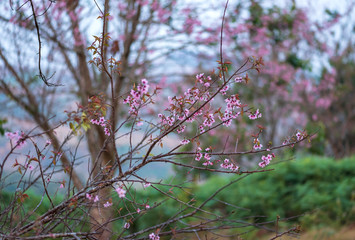 pink flower closeup background