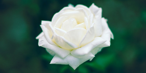 Beautiful big white rose growing in the garden. One opened flower head. Green boken.