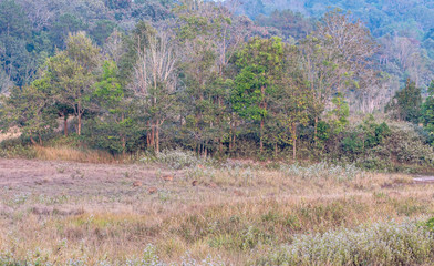 deer in Phu Khieo Wildlife Sanctuary
