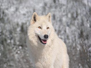 Obraz premium Portrait of a polar wolf on a background of snowy forest.