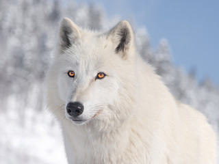 polar wolf portrait on sky background