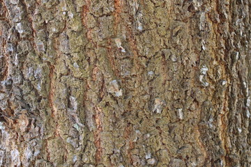 bark of a tree