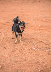 Yawning dog portrait. Concept