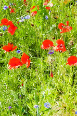 Meadow with poppy flowers as nature background.