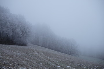 Obraz na płótnie Canvas Verschneiter Wald im Nebel Buchen Feld Raureif