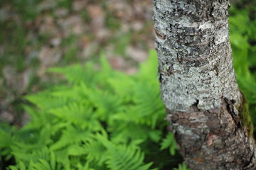 intakte Natur im Wald mit Baumstamm, Farn und viel Grün