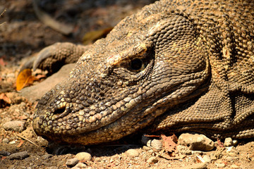 Closeup of a komodo dragon in Komodo National Park