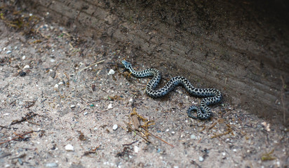 snake