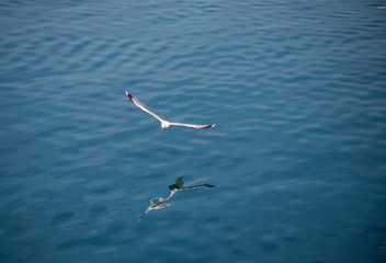 Seagull planning over the sea in the port of Aguilas, Murcia, Spain