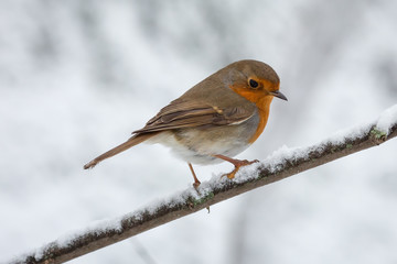 Chilled Elegance: European Robin in a Close-Up Winter Portrait