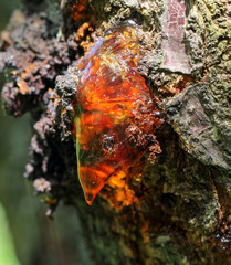 Solid tree sap on trunk macro nature detail