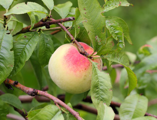 One apricots on a  branch in the orchard
