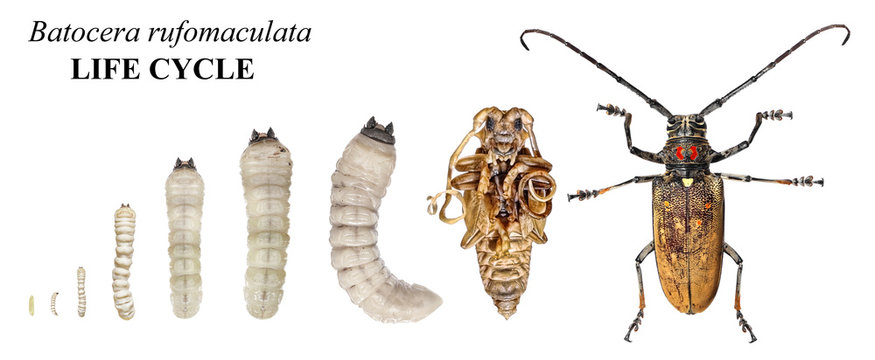 Mango Tree Borer (Batocera rufomaculata) is one of the main stem pests of ficus and mango trees. Development stages isolated on a white background 