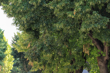 Linden tree flowers and green leaves..
