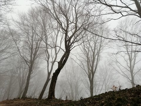 bosco spetrale